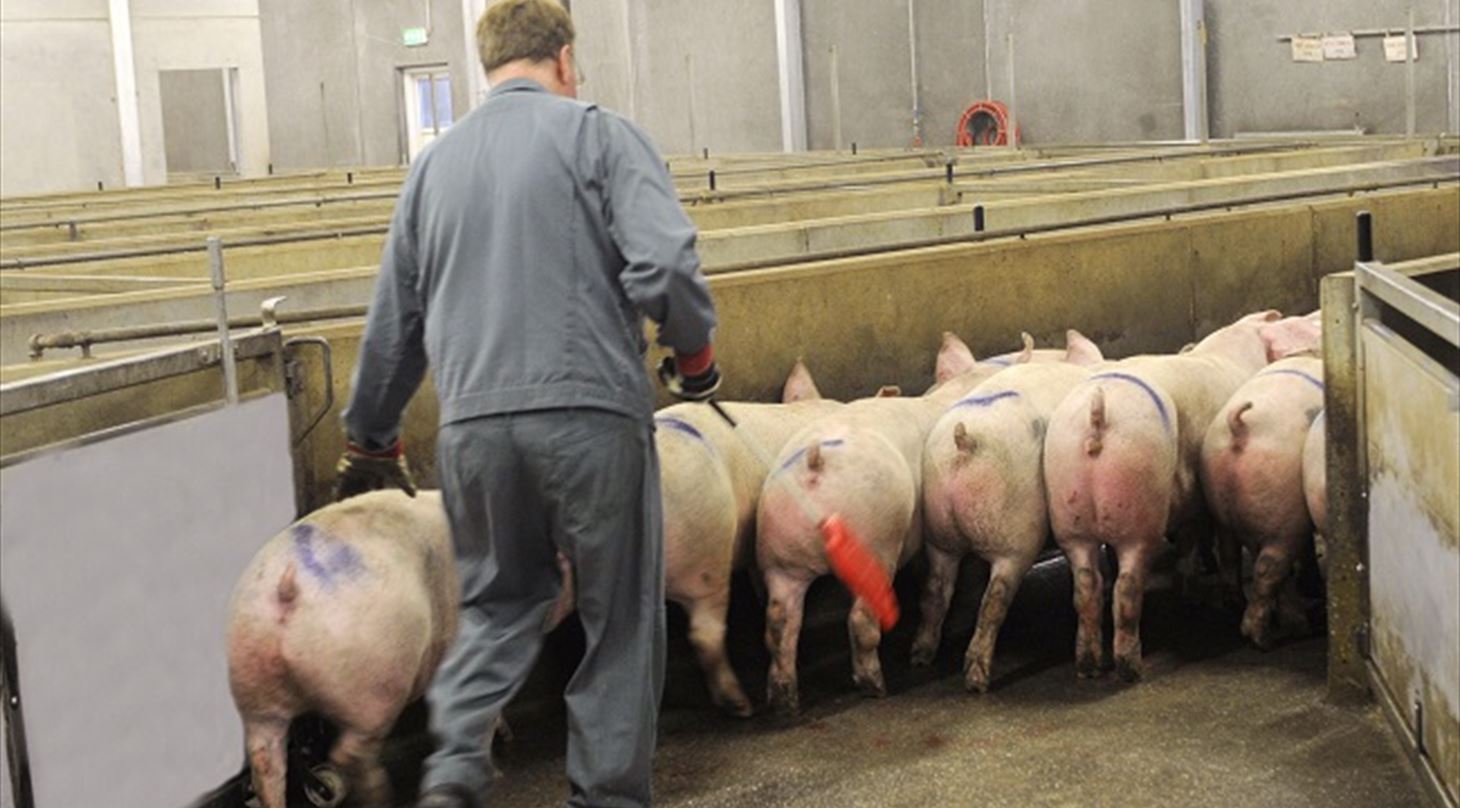 Animal Handling System
